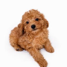 Teddy-ToyF1bb - Red male Cavapoo puppy in Warrensburg, Missouri from Supreme Doodles