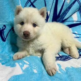 AKC Magnolia - White female Siberian Husky puppy in Centreville, Maryland from Huskies By the Bay
