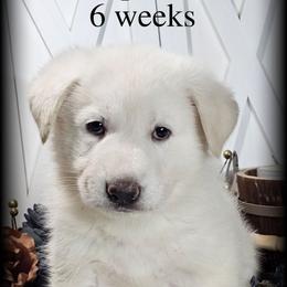 Apollo - White male German Shepherd puppy in Sequim, Washington from German Shepherd Haus