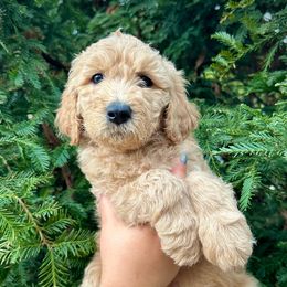 Draco - Apricot male Aussiedoodle puppy in Upper Lake, California from Redwood Aussiedoodles