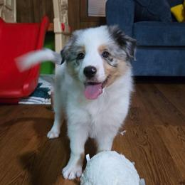 Bobba - Blue merle male Border Collie puppy in Piedmont, South Carolina from Soaring Borders Border Collies