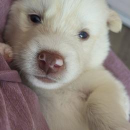 Ghost - White male Siberian Husky puppy in Swansea, Illinois from Husky B's