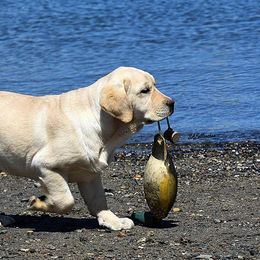 Labrador Retriever Puppies from Brookstone labs