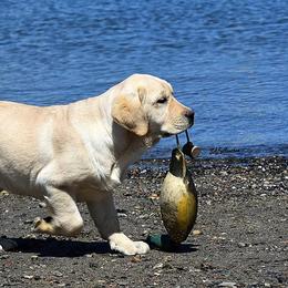 Labrador Retriever Puppies from Brookstone labs