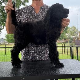 Daisy (Yellow Collar Girl) - Black female Poodle puppy in Breckenridge, Texas from Cates Standard Poodles