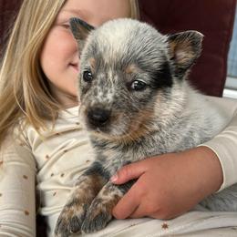Boy 2 - Blue male Australian Cattle Dog puppy in Irvington, Kentucky from Dry Valley’s Australian Cattle Dogs
