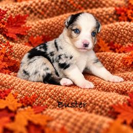 Buster - Blue merle male Australian Shepherd puppy in Howardsville, Virginia from Spectacular Aussies and Cavaliers