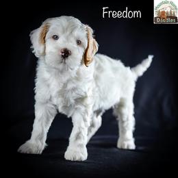 Freedom - Apricot male Australian Labradoodle puppy in Cashmere, Washington from Mountain Home Doodles