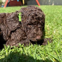 Light Green - Chocolate female Labradoodle puppy in Chula Vista, California from Coastal Cocoa Labradoodle