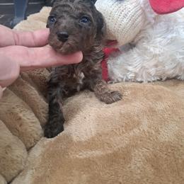 Braxton - Chocolate merle male Bernedoodle puppy in Lafayette, Alabama from Williams Lake Doodles