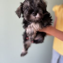 Miniature Schnauzer Puppies from Howleluyah