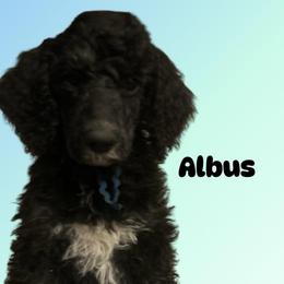 Albus - Black male Poodle puppy in Baltimore, Maryland from Steinrock’s Standards