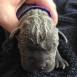 Purple Collar - Gray female Cane Corso puppy in Henry, Virginia from Hardradas Dynasty Cane Corso