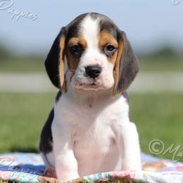 AKC 'Magnum' - Black tan and white male Beagle puppy in Lamar, Missouri from Marti Acres ~ Boston Terrier & Beagles