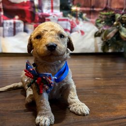 Blondi - Apricot male Goldendoodle puppy in Arlington, Texas from Chambers Doodle Patch