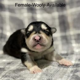 Girl 3 - Seal and white female Alaskan Malamute puppy in Rensselaer, Indiana from Moot Manor Malamutes