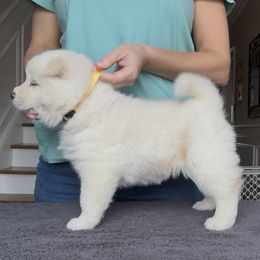 Girl 1 - Yellow collar - White female Akita puppy in Coopersburg, Pennsylvania from Main Street Akitas