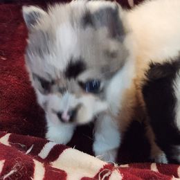 Pomeranian Puppies from La Belle Pomeranians