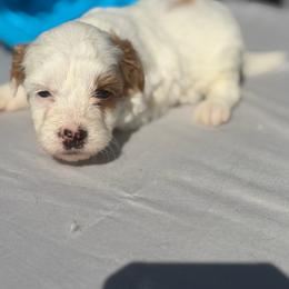 Blue of Evie - Parti male Yorkipoo puppy in Rush, New York from Care Bear Puppies