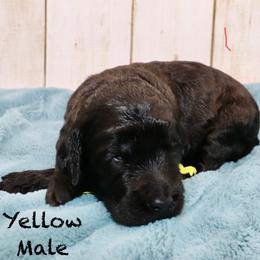 Yellow - Black male Goldendoodle puppy in Maryville, Tennessee from Twin City Doodles