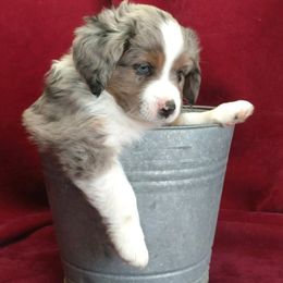 Miniature Australian Shepherd Puppies from Warren’s Colorado Mini Aussies