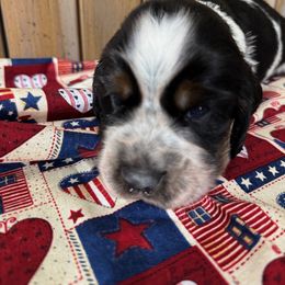 English Springer Spaniel Puppies from Crafts Springer Love