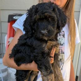 Celine - Phantom female Bernedoodle puppy in Horseshoe Bend, Idaho from Over the Moon Poodles and Doodles
