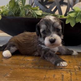 Milky Way 2000 Valentines Special - Grizzle and white female Sheepadoodle puppy in Cartersville, Georgia from Simply Blessed Doodles