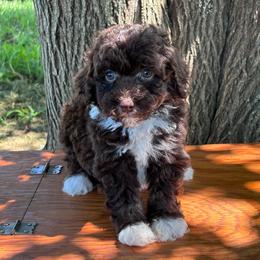 Yogi - Tri-color male Bernedoodle puppy in Rising Sun, Indiana from Ruby Lane Doodles