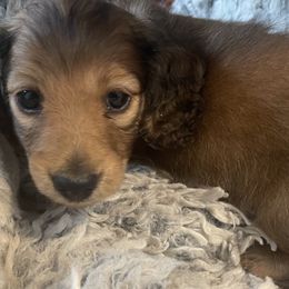 Dachshund Puppies from Royal Champion Dogs