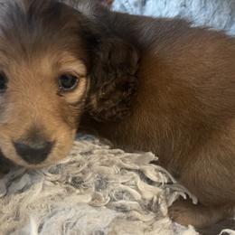 Dachshund Puppies from Royal Champion Dogs
