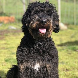 Morgan - Bernedoodle