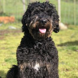 Morgan - Bernedoodle