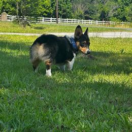 Bodie - Black and tan male Pembroke Welsh Corgi puppy in Saint George, South Carolina from Carolina cotton candy corgis