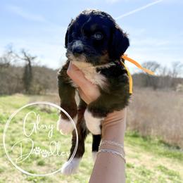 Yellow - Tri-color female Bernedoodle puppy in Rockwall, Texas from Glory Doodles