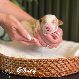Gibney - Parti male Goldendoodle puppy in Van Alstyne, Texas from Forest Haven Doodle Co.