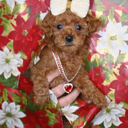 Cavapoo, Cockapoo, and Poodle Puppies from Heavenly Puppies to Love