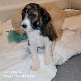 Smores (Blue collar) - Sable male Poodle puppy in Santa Cruz, California from Furball Forest Poodles