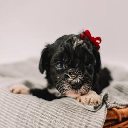 Yellow Girl - Black and white female Cavapoo puppy in Mckinney, Texas from Doodles of North Tx