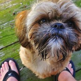 Shih Tzus from Diamond Mountain Shih Tzus