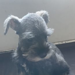 Miniature Schnauzer Puppies from L & R Miniature Schnauzers
