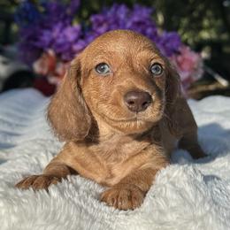 Luca - Wire coat - Red male Dachshund puppy in Lakeland, Florida from Elite Doxies Florida