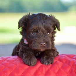 April - Liver female Miniature Schnauzer puppy in Sumner, Texas from 3M Kennels, LLC