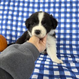 Lightning - Black and white male Border Collie puppy in Ripley, Oklahoma from Adventure5 Border Collies