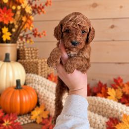 Maple - Teal Collar - Red  female Goldendoodle puppy in Billings, Montana from Montana Raised Doodles