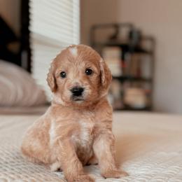 Telluride, Boy - Apricot male Goldendoodle puppy in Maricopa, Arizona from Desert Ridge Doodles