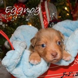 Miniature Australian Shepherd Puppies from JnT's Bluegrass Mini Aussies