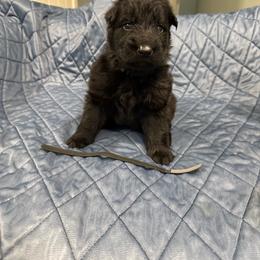 Isaiah - Black male German Shepherd puppy in Pennock, Minnesota from Shakopee Creek German Shepherds