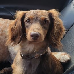 Kallie - Dachshund