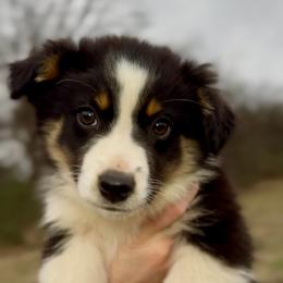Bennett - Boy 1 - Black tri male Miniature Australian Shepherd puppy in Murfreesboro, Tennessee from Norby's Mini Aussies